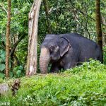 Слон в Коттуре фото